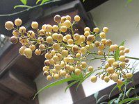 �L�i���e���i����V�j