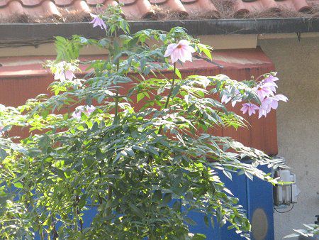 �R�E�e�C�_���A(�c��Dahlia)