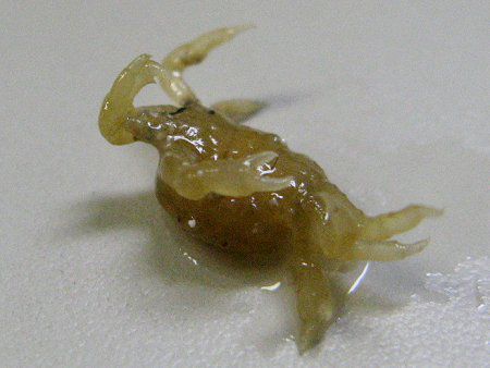 �I�I�V���s���m�i�唒Pinno�j
