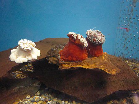 �q�_�x���C�\�M���`���N�i������В��j