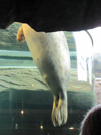�S�}�t�A�U���V10(�Ӗ����C�^)