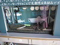 �T�P����