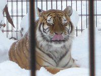 �A���[���g���iAmur�Ձj