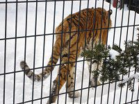 �A���[���g���iAmur�Ձj
