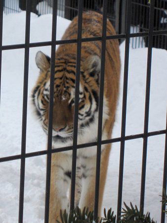 �A���[���g���iAmur�Ձj