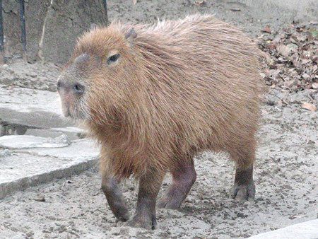 �J�s�o���iCapybara�j