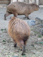�J�s�o���iCapybara�j