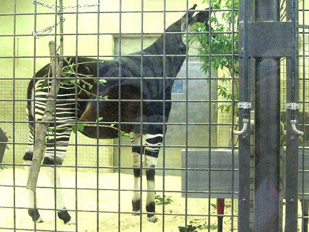 �I�J�s�iOkapi�j