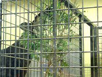 �I�J�s�iOkapi�j