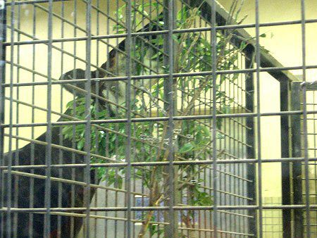 �I�J�s�iOkapi�j