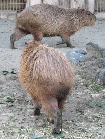 �J�s�o���iCapybara�j