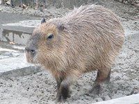 �J�s�o�� Capybara�j
