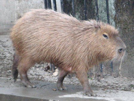 �J�s�o���iCapybara�j