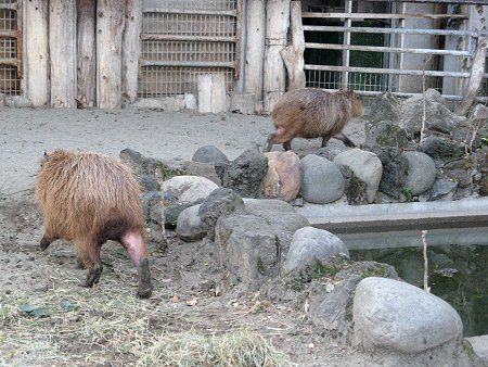 �J�s�o���iCapybara�j