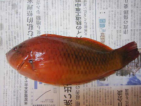 �މ�