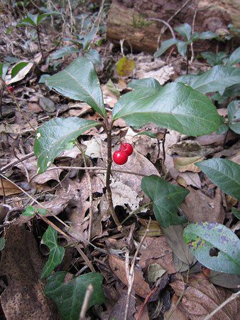 �W���E�����E�i�\���j