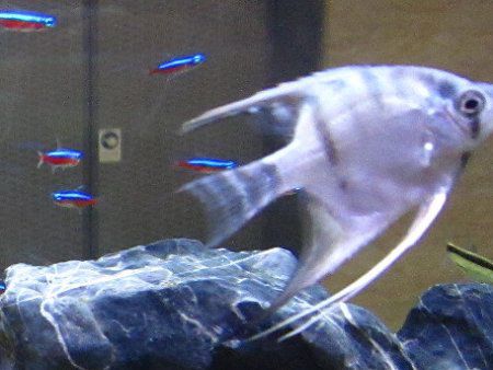 �G���[���t�B�b�V��