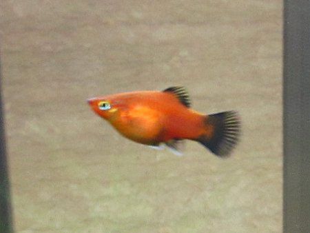 �v���e�B�v���e�B(Platy)