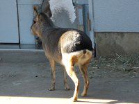 �}�[���imara�j