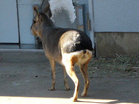 �}�[���iMara�j