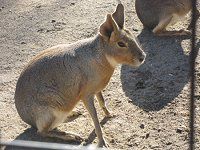 �}�[���imara�j