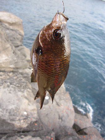 �X�Y���_�C�i����j