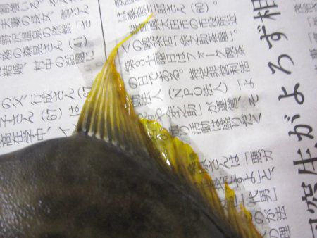 �J���n�M���i�甍�j
