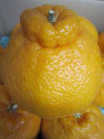 �f�R�|���iDekopon�j