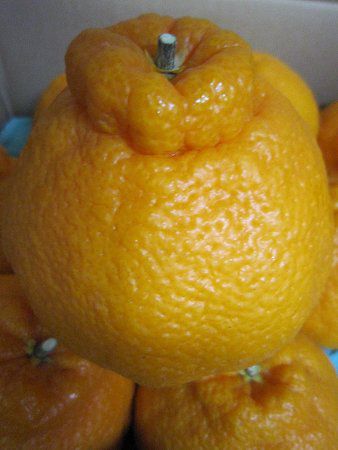 �f�R�|���iDekopon�j