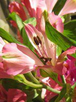 �A���X�g�������A�iAlstroemeria�j