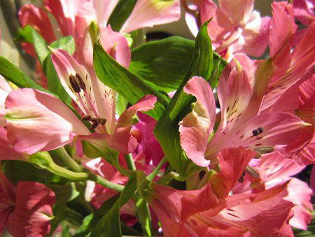 �A���X�g�������A�iAlstroemeria�j