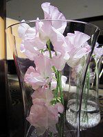�X�C�g�s�[(Sweet pea)