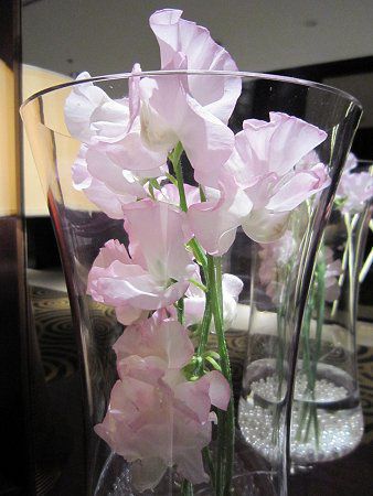 �X�C�g�s�[(Sweet pea)