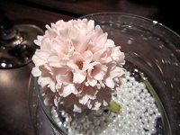 �q���V���X(Hyacinth)