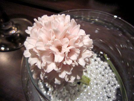 �q���V���X(Hyacinth)