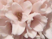 �q���V���X(Hyacinth)