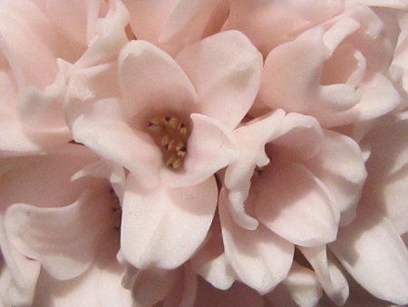�q���V���X(Hyacinth)