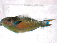 �C�`�����W�u�_�C��