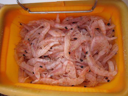 �i���L���N�I�L�A�~�i��ɉ��݉ځj