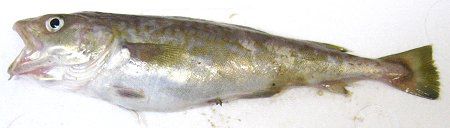 �^���i�L�j