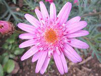 �}�[�K���b�g�E�L���[�e�B�[�}�C�X�iMarguerite 'Cutie mise'�j