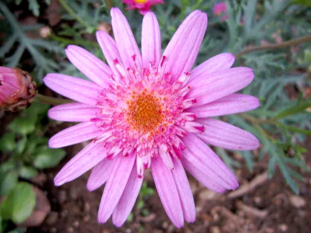 �}�[�K���b�g�E�L���[�e�B�[�}�C�X(Marguerite 'Cutie mise')