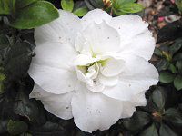 �A�U���A�iAzalea�j