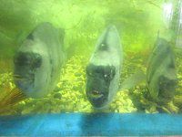 �C�V�_�C(�Α�)