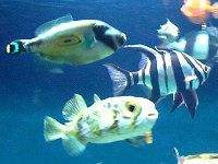 �z�[�X�V���[�E���U�[�W���P�b�g