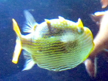 �I���l�[�g�J�E�t�B�V��(Ornate cowfish)
