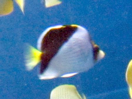 �n���C�A���E�o�^�t���C�t�B�b�V��(Hawaiian butterflyfish) 