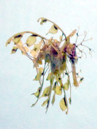 ���[�t�B�V�[�h���S��(Leafy sea dragon)