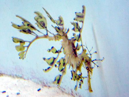 ���[�t�B�V�[�h���S��(Leafy sea dragon)