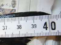 �O��40cm